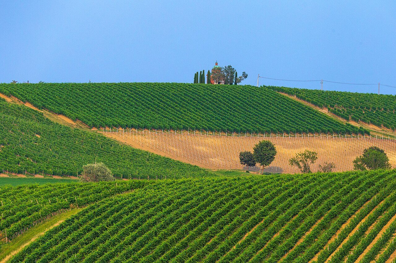 Ortrugo