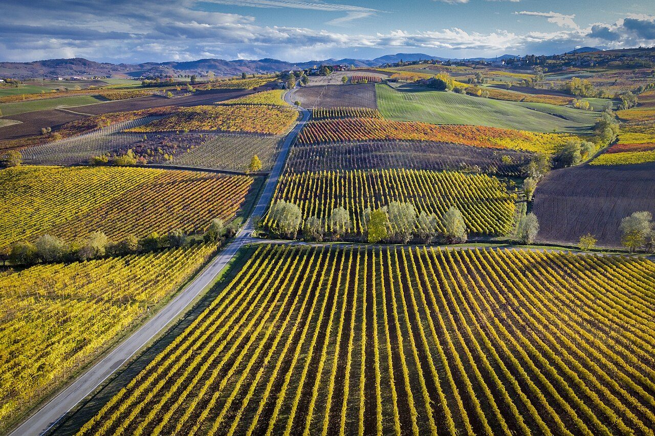 I vini dei Colli Piacentini