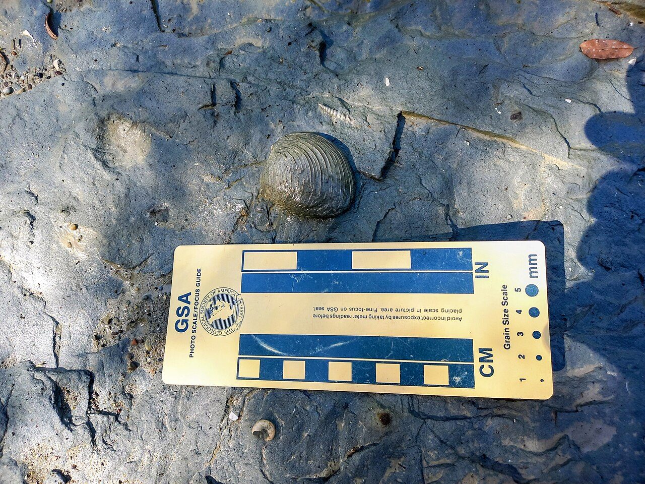 Museo Geologico «Giuseppe Cortesi»
