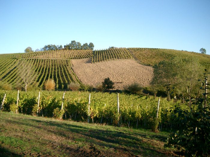 Malvasia